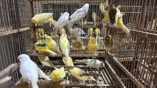 OBRAL AKHIR TAHUN 2025 !!! BURUNG KENARI DAN ANIS KEMBANG DLL