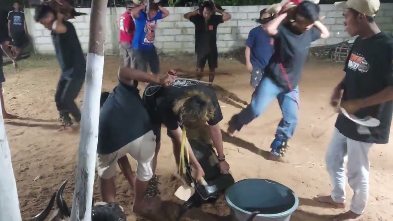 Kalapan Bantengan Putra Kembar Sumberngepoh Lawang 