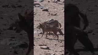 #Shorts #Youtubeshorts #Animals #Wolfs #Wolf