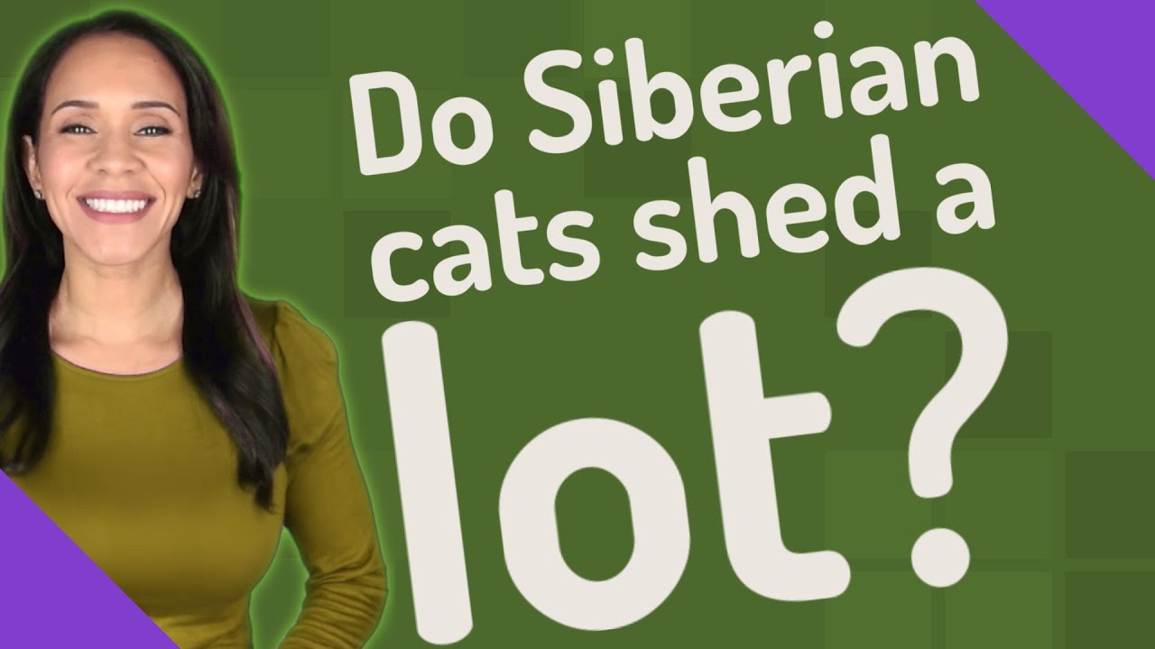 Do Siberian cats shed a lot? YouTube
