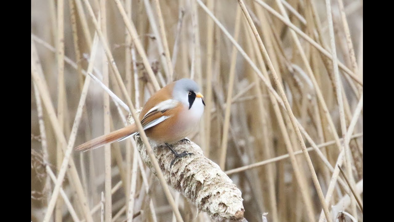 bird app Bearded Tit (panurus biarmicus)