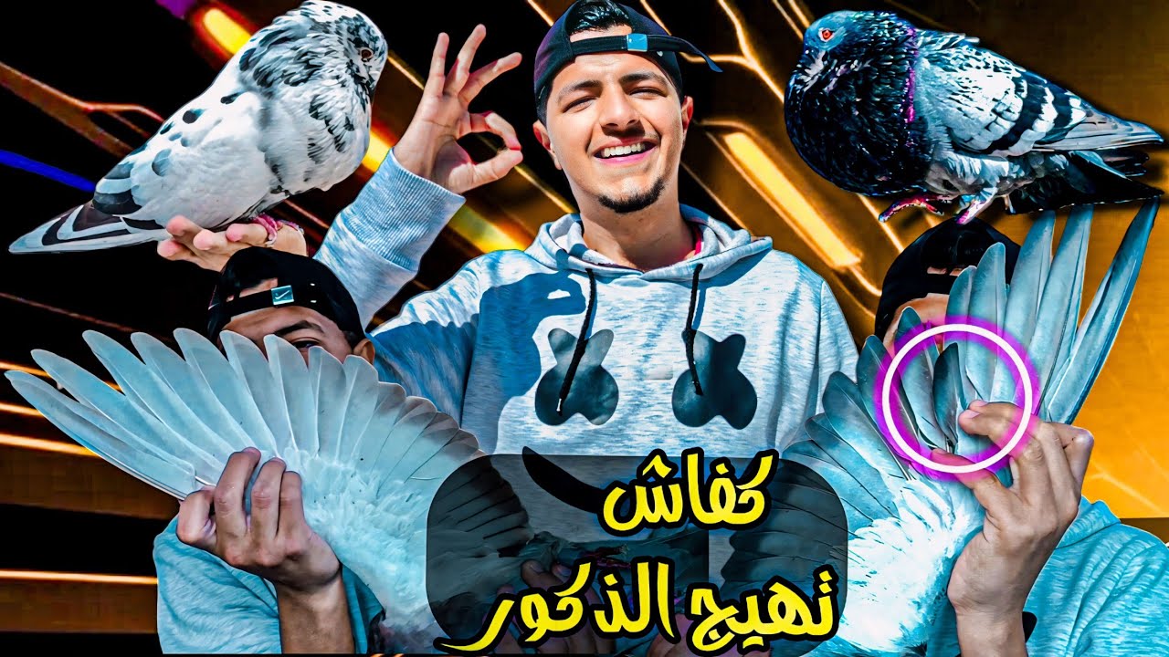 كيفاش تهيج ذكر الحمام 🤯 طريقه باش تعرف الذكر واش وجد ولا لا 🤔