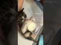 #music #farming #catvideos #cat #animals #fiding