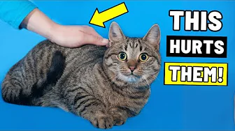 If You Pet Your Cat Like This, They Think They’re in Trouble