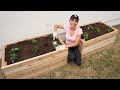 Will They Grow?! Building My First Veggie Garden! (DIY Wooden Raised Beds)