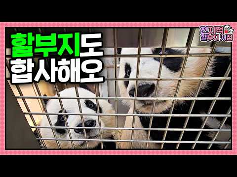 (SUB) 강바오도 바오쟈나? 할부지는 왜 우리랑 같이 안 살아?🤔  | 전지적 할부지 시점 ep.256