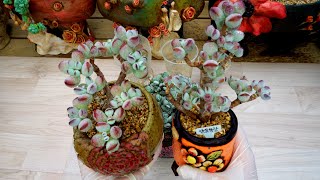 (ENG) The Succulent Arrangement with Cotyledon Orbiculata