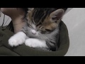 お母さんの肩で寛ぎまくる子猫に癒される
