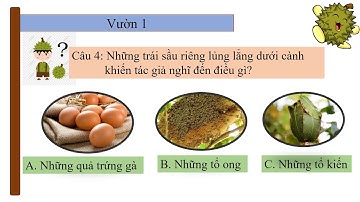 TẬP ĐỌC LỚP 4-TUẦN 22-SẦU RIÊNG