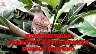 The Special Characteristics of the Katuranggan Songgo Buwono Turtle Dove