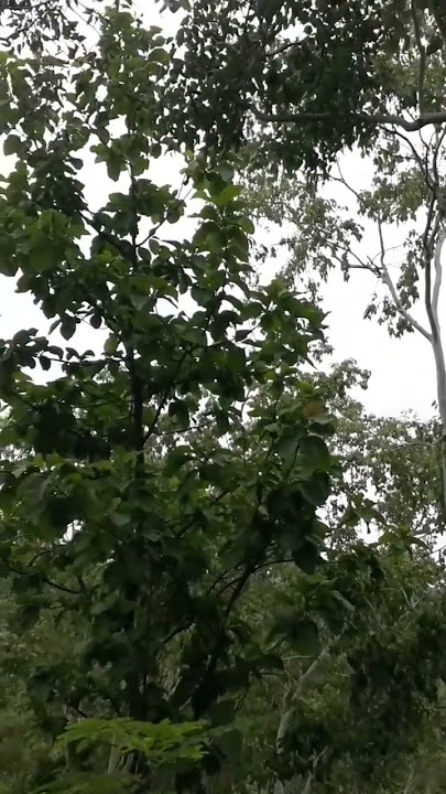 burung cigun gacor di alam bebas