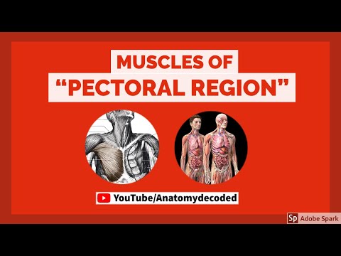 Muscles of Pectoral