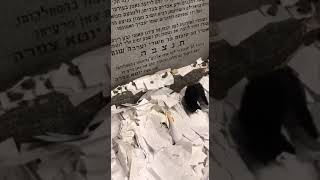 מונסי ארה"ב: החתול שבא לבקש תיקון בקבר הצדיק מריבניץ