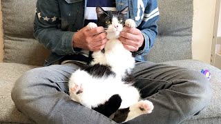 数分後に嫌いなブラッシングをされる猫