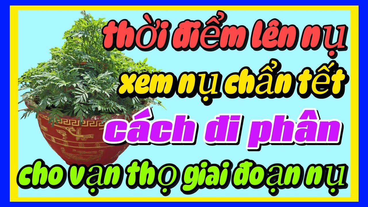 Thời điểm lên nụ xem nụ chuẩn tết đi phân cho vạn thọ giai đoạn làm nụ