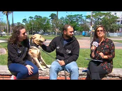 La historia de Tig, el perro que llegó a Uruguay desde el Congo