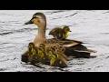 Duck Family 0508G🦆雛が1羽だけ様子がおかしい。背乗りやお昼寝、段差の昇り降りなど