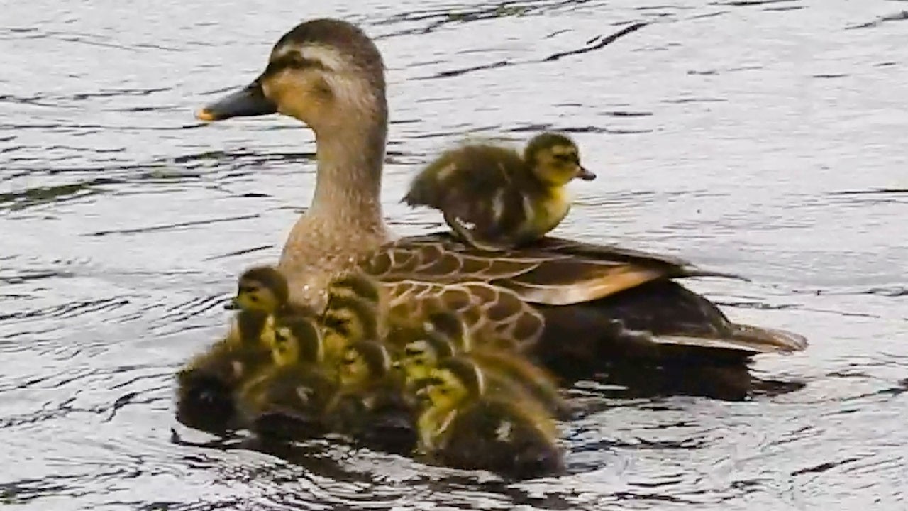 Duck Family 0508G🦆雛が1羽だけ様子がおかしい。背乗りやお昼寝、段差の昇り降りなど