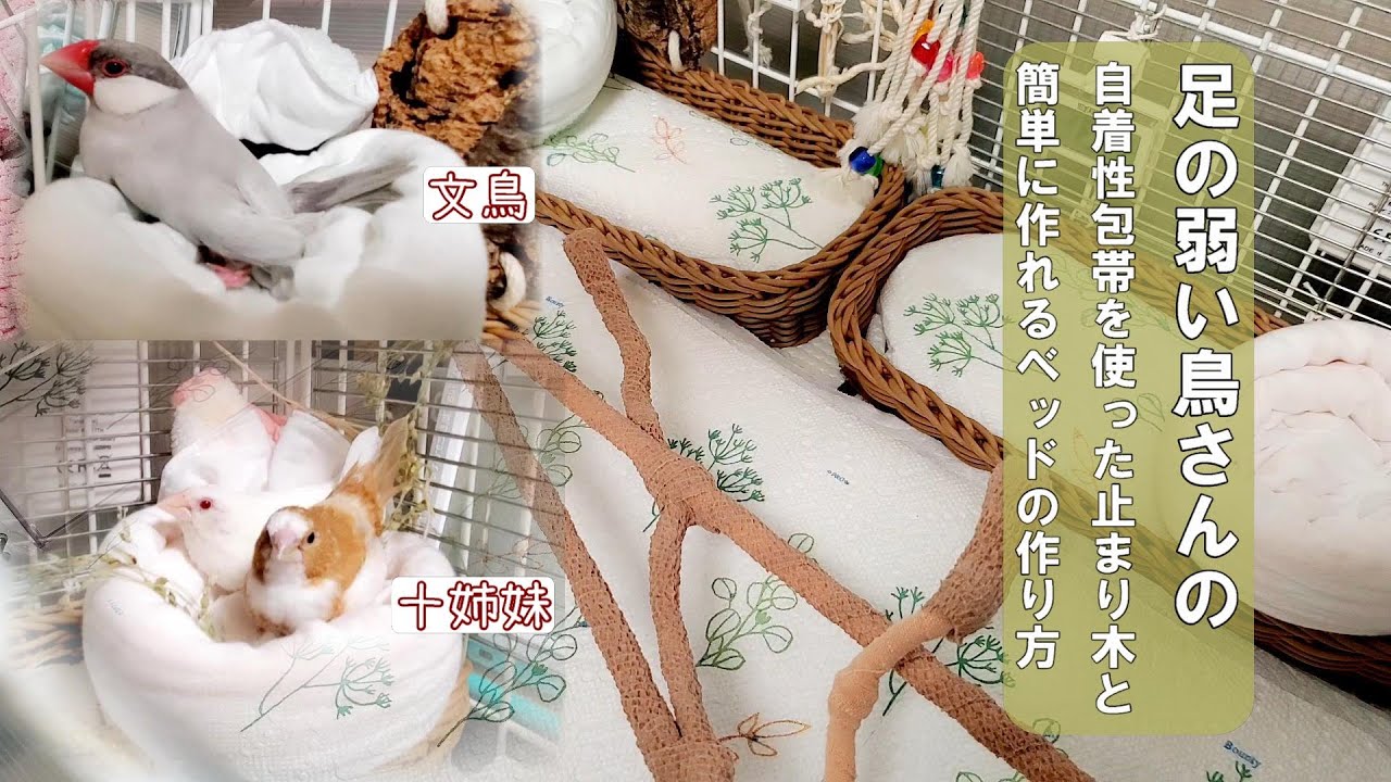 幼鳥、病鳥、老鳥　3（スリー）セット♪ 幼鳥、病鳥、老鳥3（スリー）セット♪