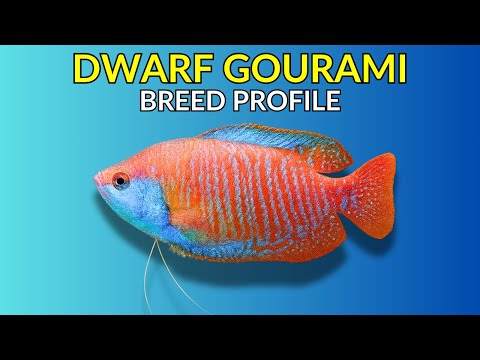 How Long Do Dwarf Gouramis Live