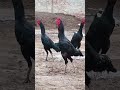 "Warrior Father, Rising Sons ⚔️🐓"#aseelmurga #yuotubeshorts #adaseel