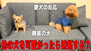 飼い主が親戚の犬ばっか構ってたらうちの子は嫉妬するのか