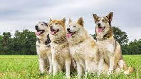 SURVIVAL CHAOS OZ NIGHT ELF MAGE AND T2 BONUS I clicked random bonus, still an average game