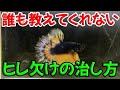 【ヒレ再生】欠損してしまったヒレの治し方【ヒレボロボロ】