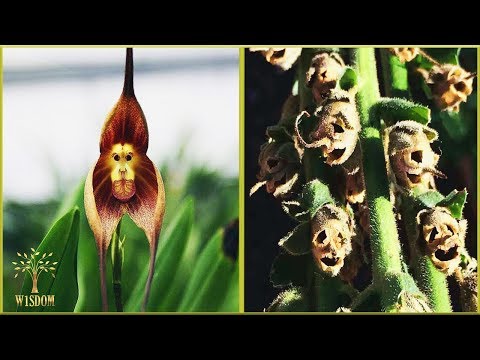 Video: Cea mai frumoasă floare din lume. Flori neobișnuite în natură