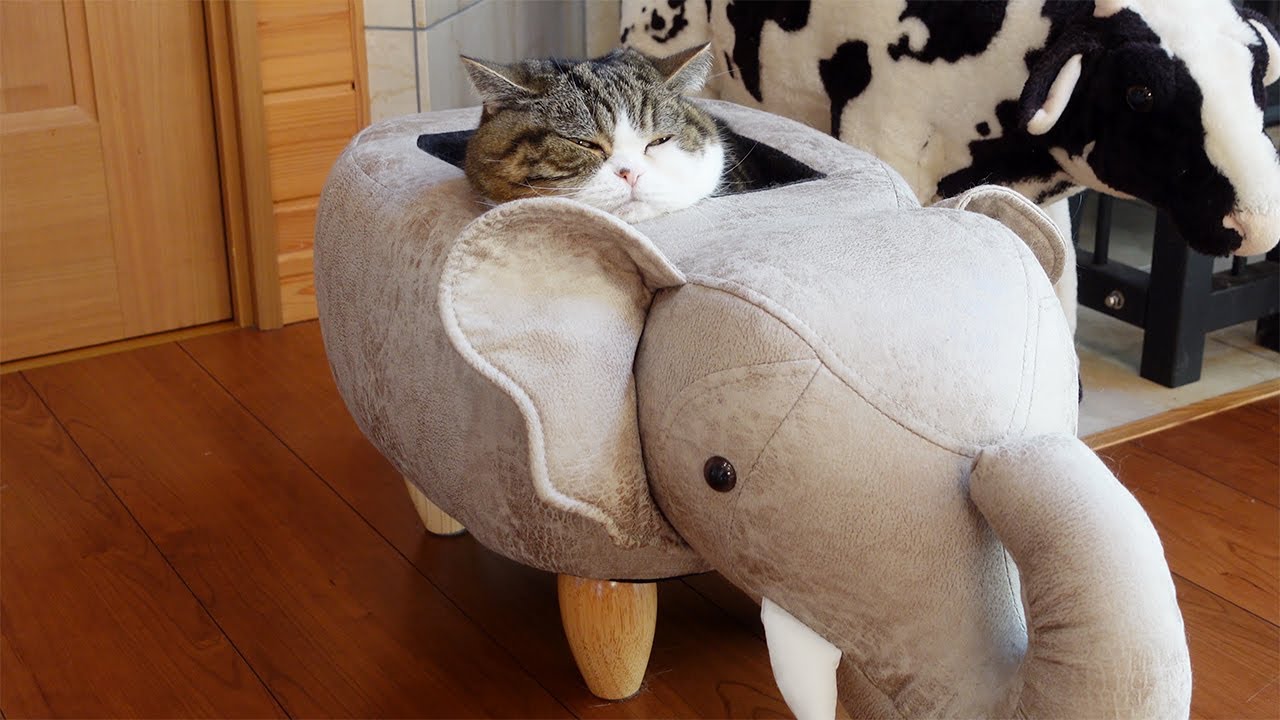Maru is definitely melting in the elephant. - YouTube