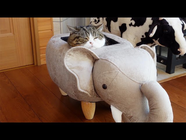 ❤︎.*maru❤︎.* Maru is definitely melting in the elephant. - YouTube