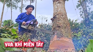 Vua Khỉ cưa hạ gốc cây Dầu có xe Máy Cày hỗ trợ