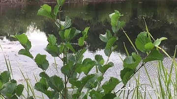 جزء عم | سورة العصر مكرره 3 مرات | سعيد الخطيب