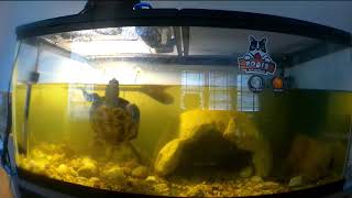 Shelly Hunts Minnows Time Lapse - Video 3 - #timelapse #turtle #shotcutvideo #minnows
