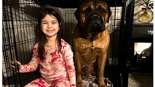 The Cuddling Bullmastiff by Bullmastiff ND 1,213 views 2 months ago 1 minute, 4 seconds