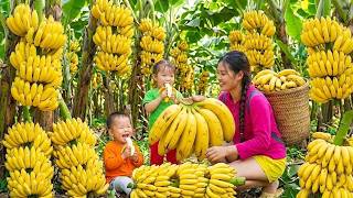 Harvesting Giant Bananas Deep in the Forest – Taking Them to Market to Sell | Chuc Thi Duong