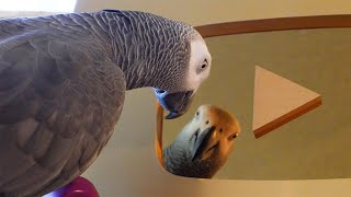 Apollo Reacts to his Gold Play Button
