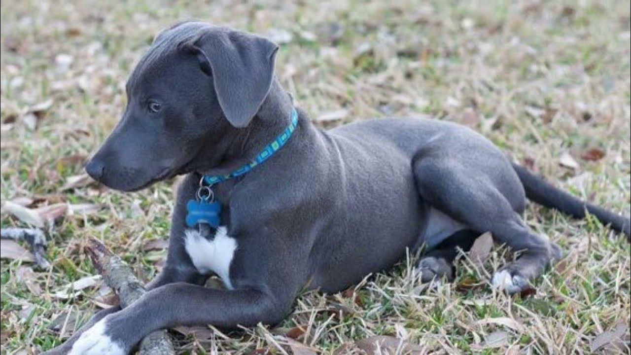 Blue Lacy Dog] Pros and Cons of Owning a Blue Lacy Dog || Blue Lacy Dog  Size and Weight - YouTube