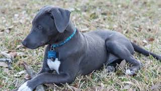 [Blue Lacy Dog] Pros and Cons of Owning a Blue Lacy Dog || Blue Lacy Dog Size and Weight
