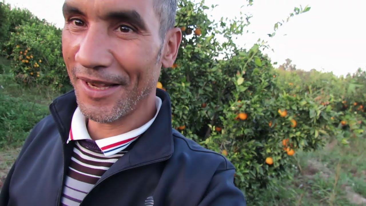 اروع برتقال,اشجار صغيرة وانتاج معقول,احسن مزرعة برتقال,Navel sweeter orange,nwivila lhbal 2