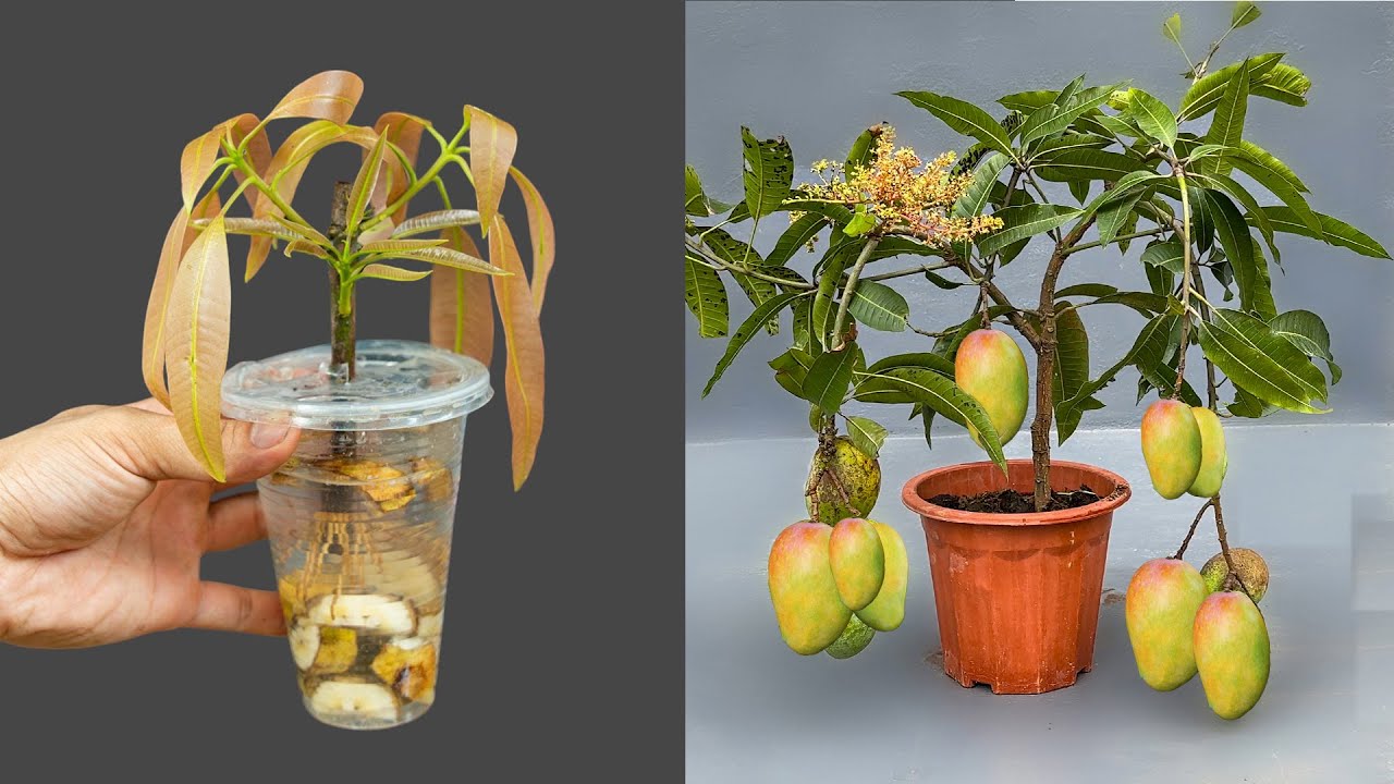 Using bananas to mango cuttings is better than rooting stimulant