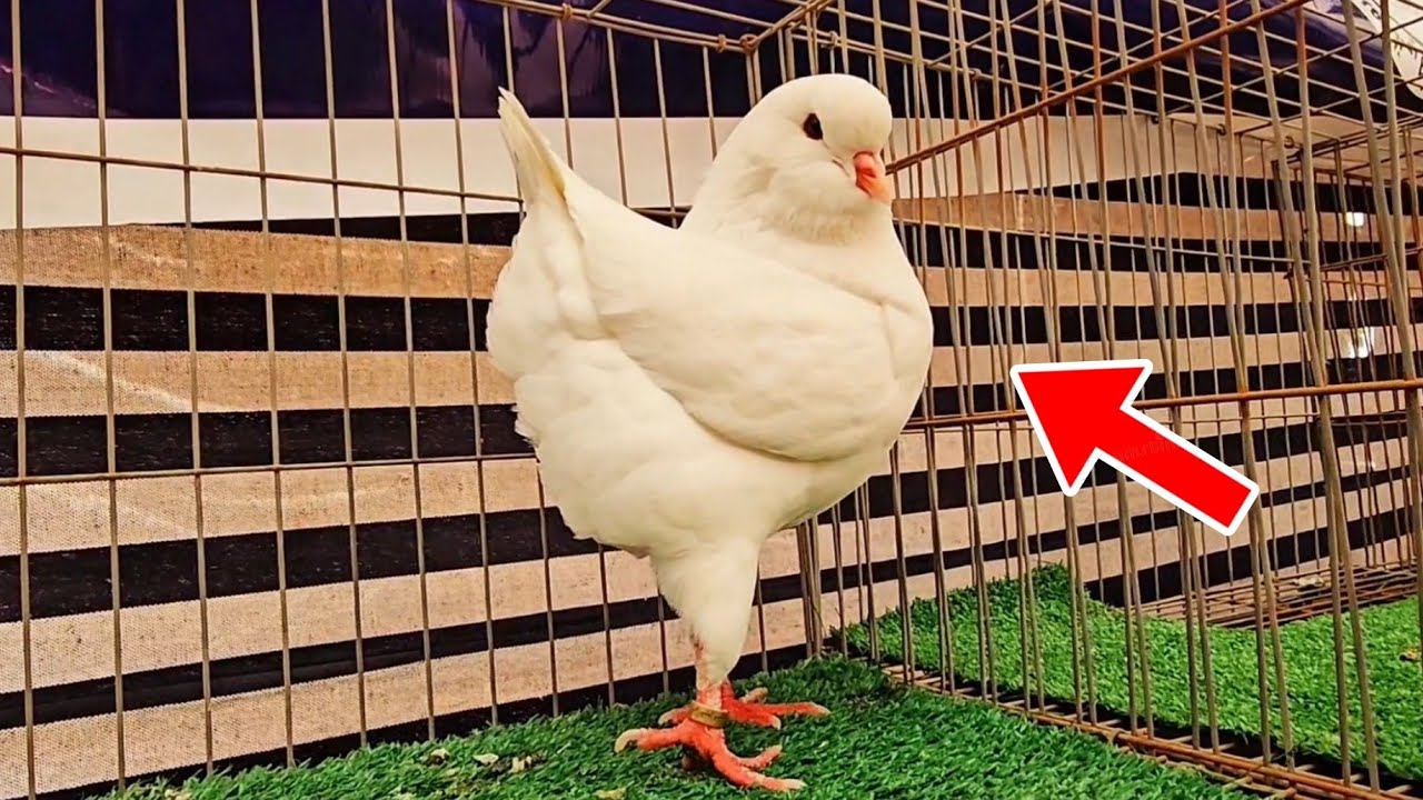 حمام كينج درجة اولي من معرض الحمام الكينج والمودينا في مصر 😍Champion of King Pigeon in Egypt