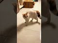 Funny moments of animals #petshorts #animalfailsfunny #animals being derps #funny pet fails