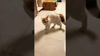 Funny moments of animals #petshorts #animalfailsfunny #animals being derps #funny pet fails