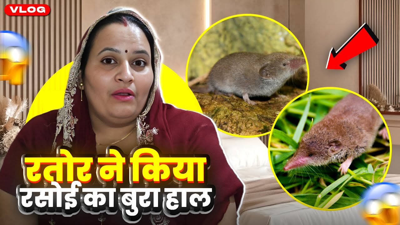 रतोर ने किया रसोई का बुरा हाल 😭🤯