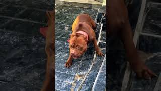 With Pit Bull Terrier Nip Slip For Your