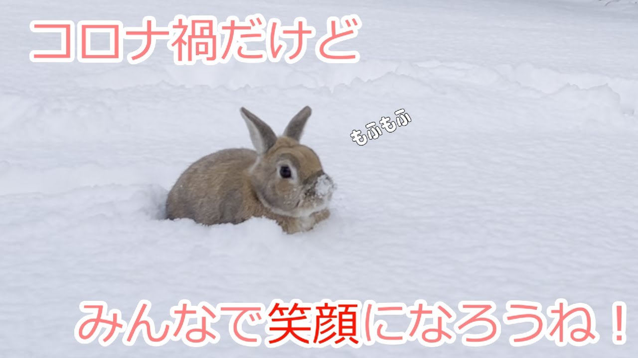 コロナ禍だから 31羽のもふもふうさぎ日めくりカレンダー で笑顔だらけにしたい Campfire キャンプファイヤー コロナ禍だから 31羽のもふもふうさぎ日めくりカレンダー で笑顔だらけにしたい Campfire キャンプファイヤー