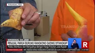 Penjual Paruh Burung Rangkong Gading Ditangkap | REDAKSI (01/10/21)