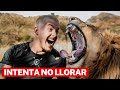 ¡ANIMALES SE REENCUENTRAN CON SUS DUEÑOS DESPUÉS DE AÑOS!