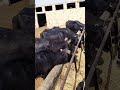 buffalo farming, buffalo talaab, buffalo cartoon, bhains wala cartoon,#cows #animals #buffalo